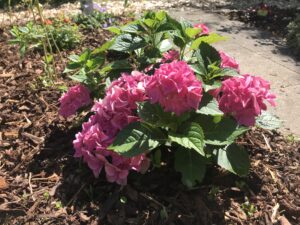 Eine üppige, rosa Hortensienpflanze steht in einem mit Rindenmulch bedeckten Beet. Mehrere große Blütenstände aus vielen kleinen Blüten bilden dichte Kugeln. Dunkelgrüne, kräftige Blätter umrahmen die Blüten. Sonnenlicht fällt von rechts und erzeugt leichte Schatten auf dem Weg hinter dem Beet.